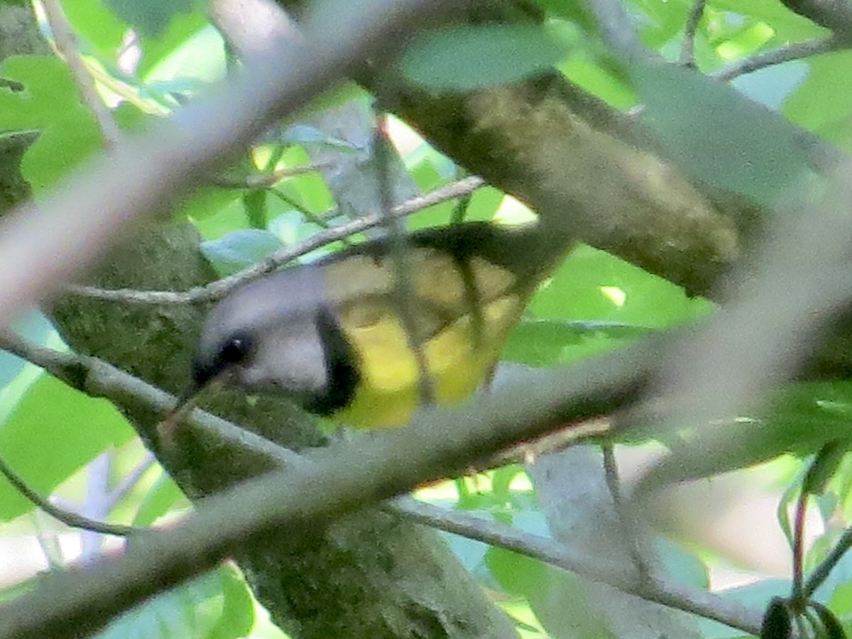 Mourning Warbler - ML447049261