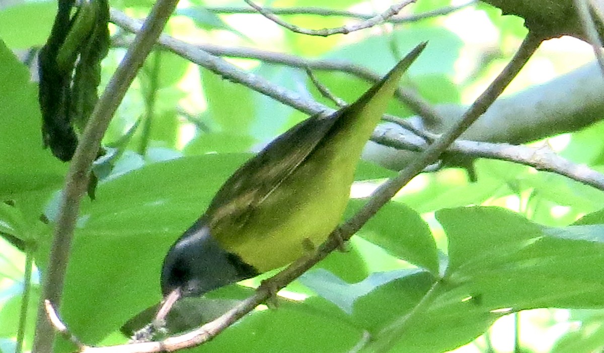 Mourning Warbler - ML447049271