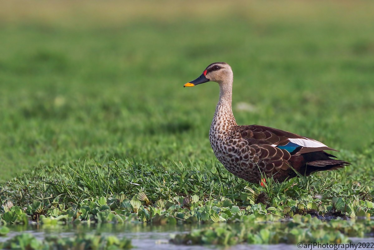 Indian Spot-billed Duck - ML447049941