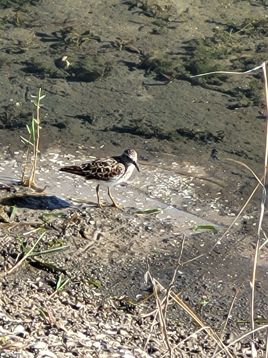 Least Sandpiper - ML447050361