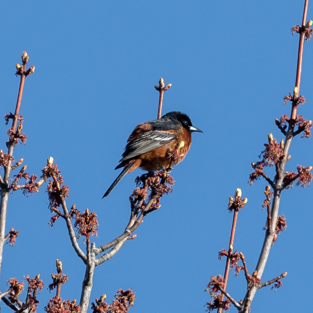 Orchard Oriole - ML447050461