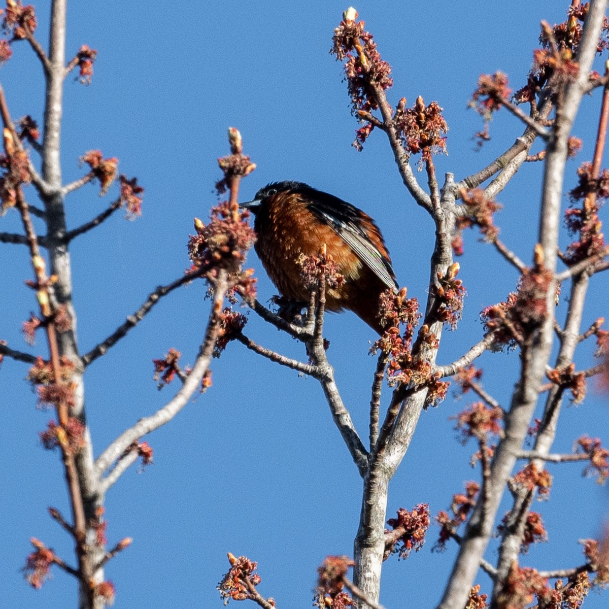 Orchard Oriole - ML447050471