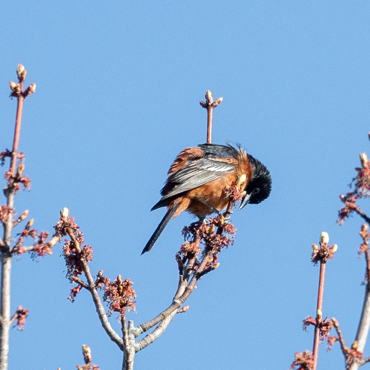 Orchard Oriole - ML447050491