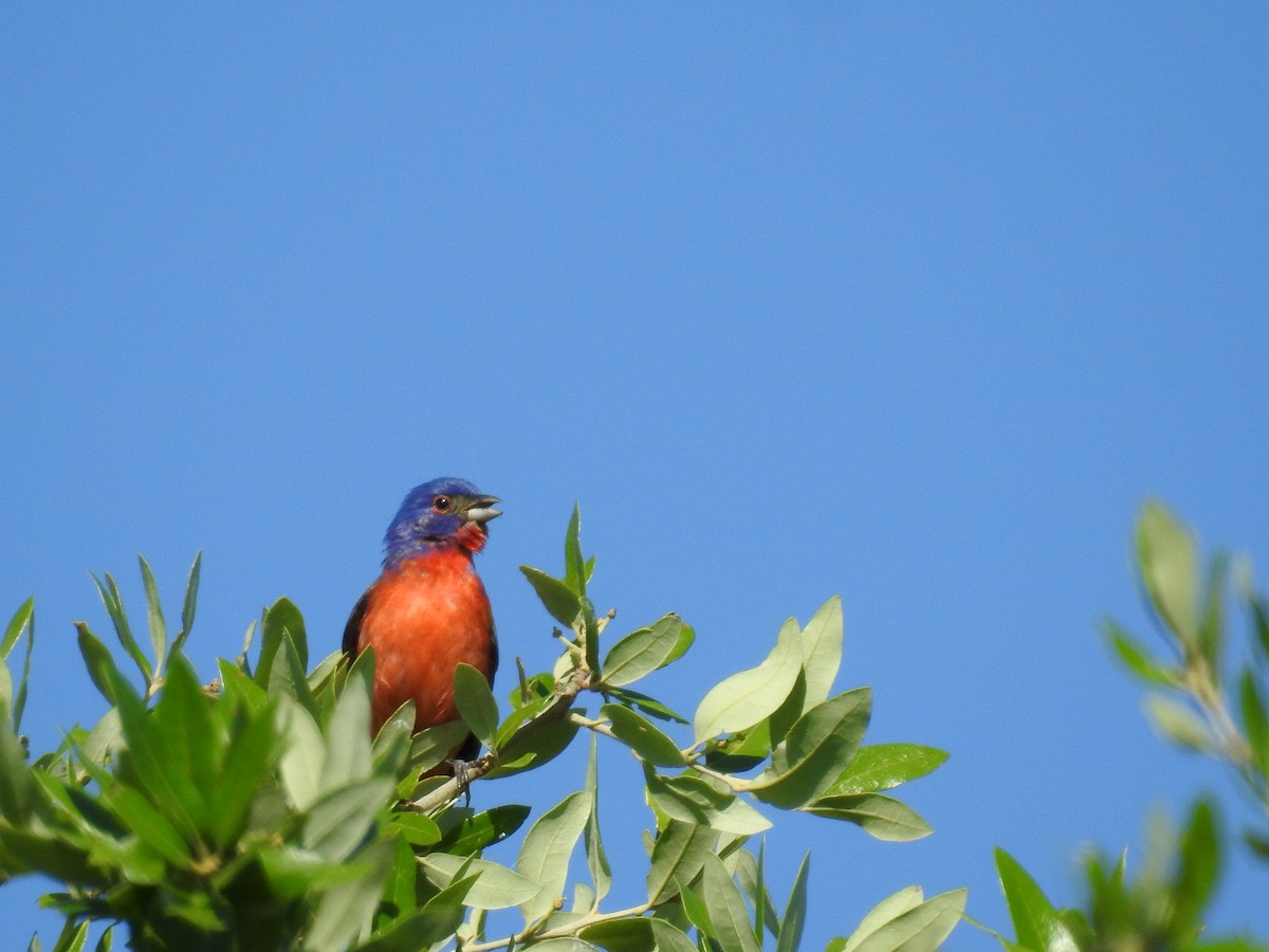 Painted Bunting - ML447050971