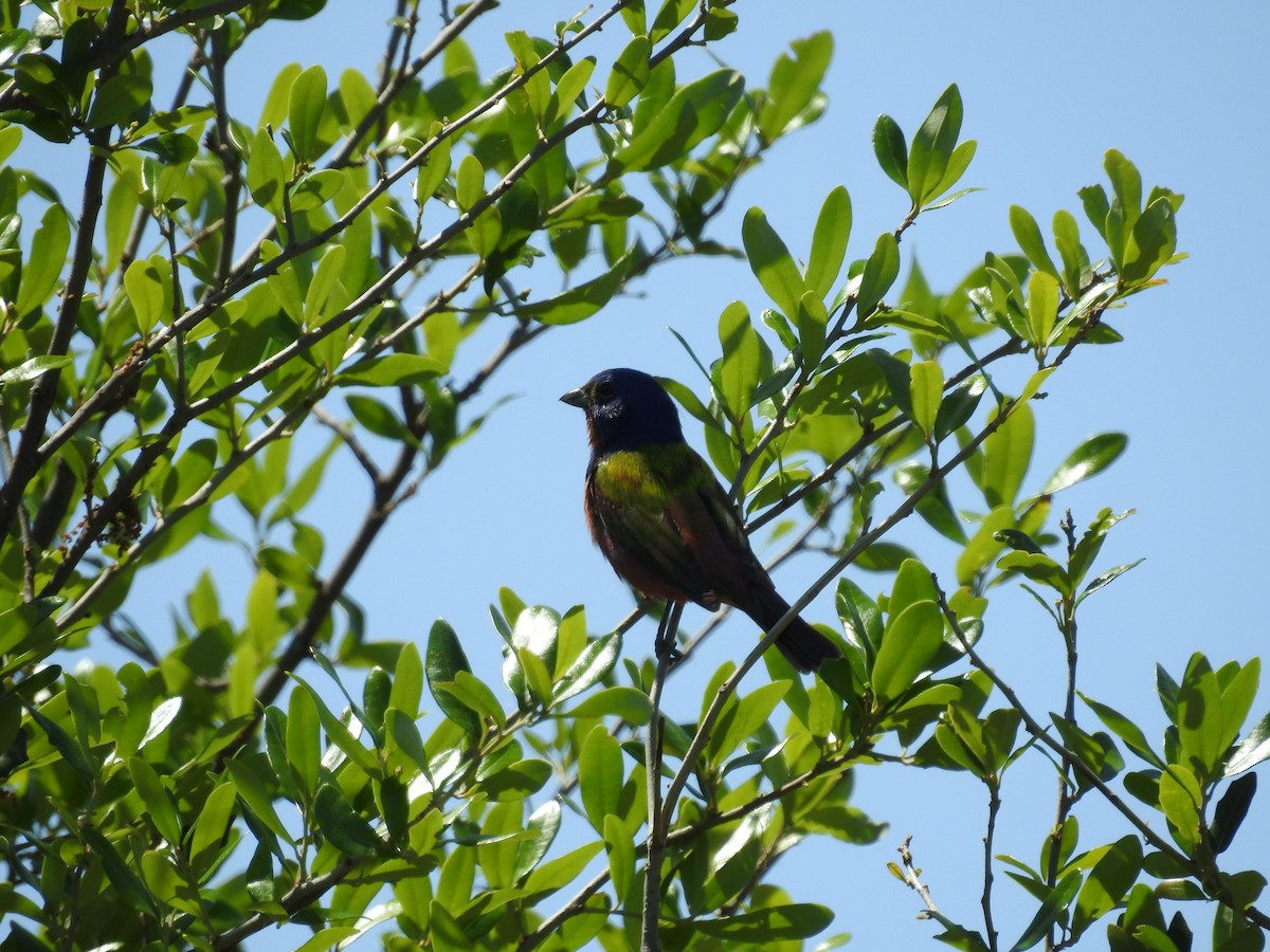 Painted Bunting - ML447051041
