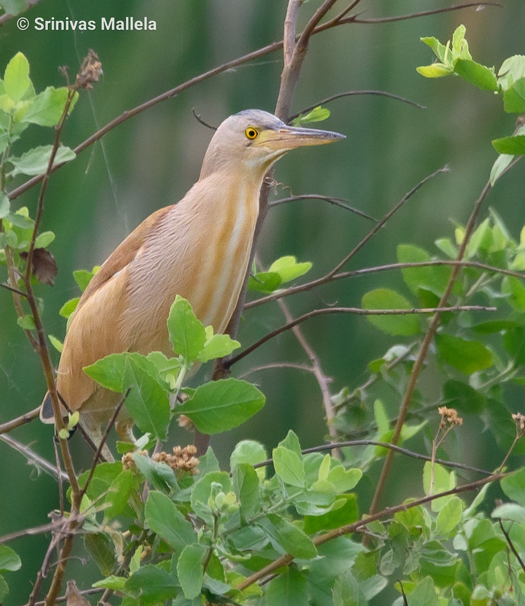 Yellow Bittern - ML447051441