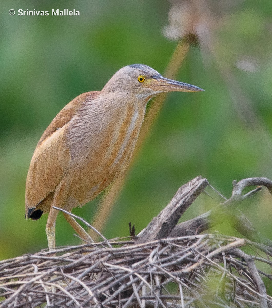 Yellow Bittern - ML447051451