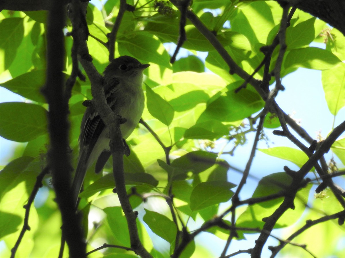 Least Flycatcher - ML447051721