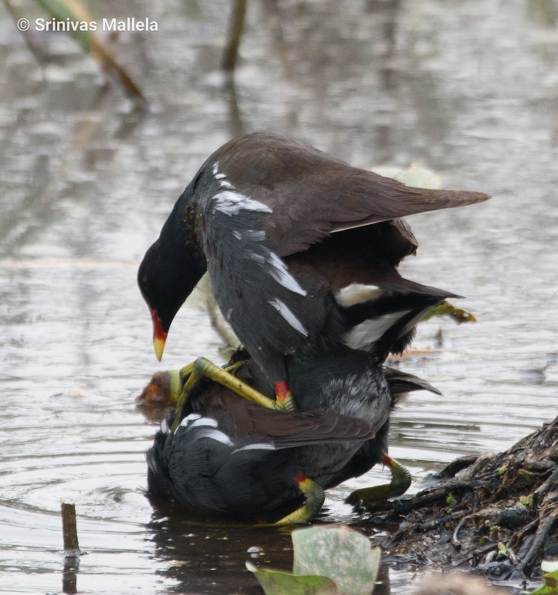 Eurasian Moorhen - ML447051891