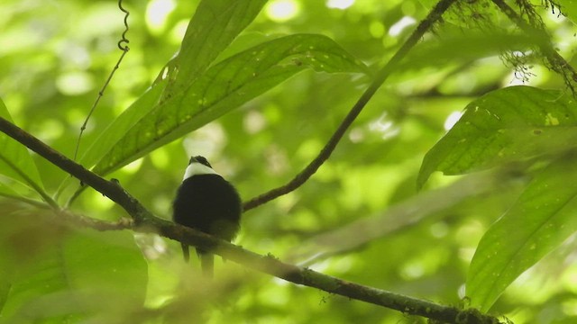 White-ruffed Manakin - ML447052501