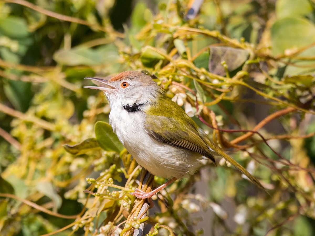 Rotstirn-Schneidervogel - ML44705341