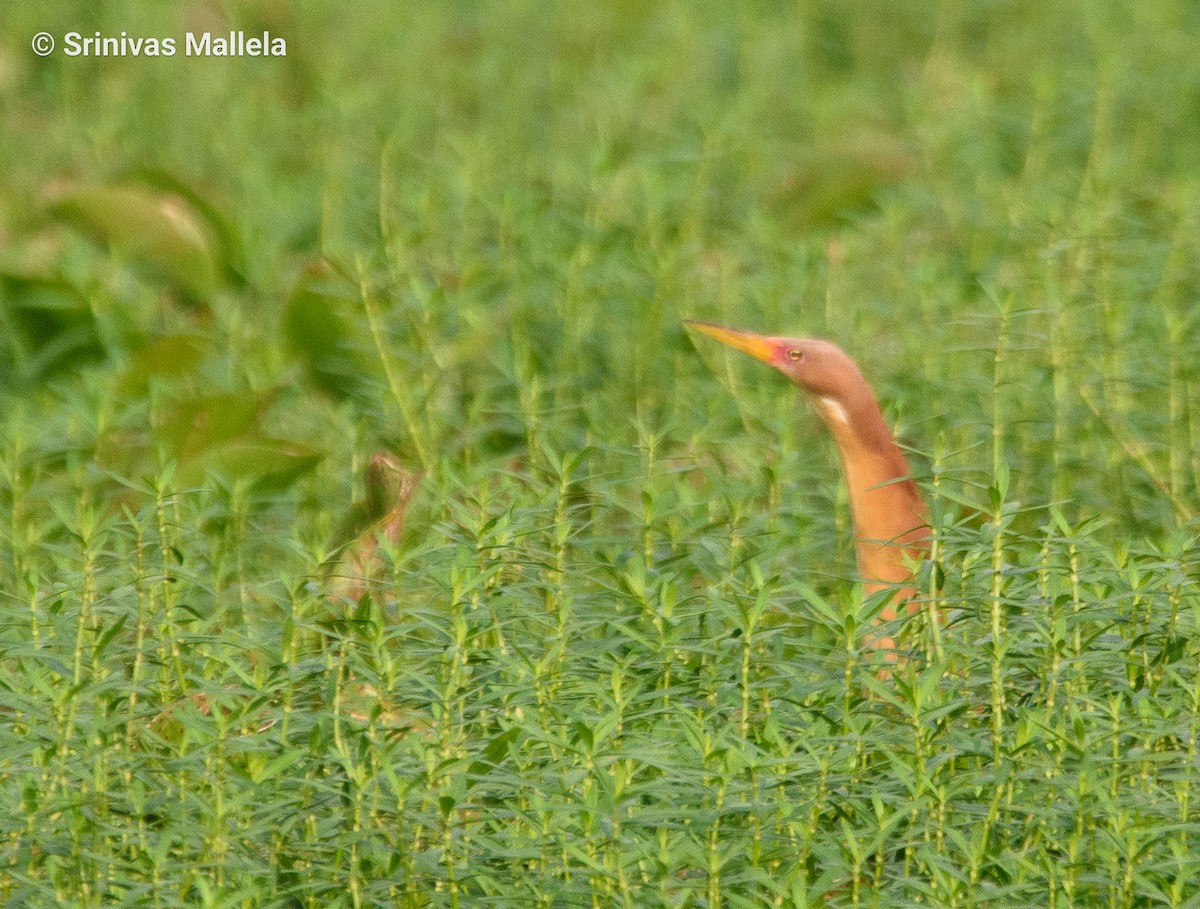 Cinnamon Bittern - ML447053431