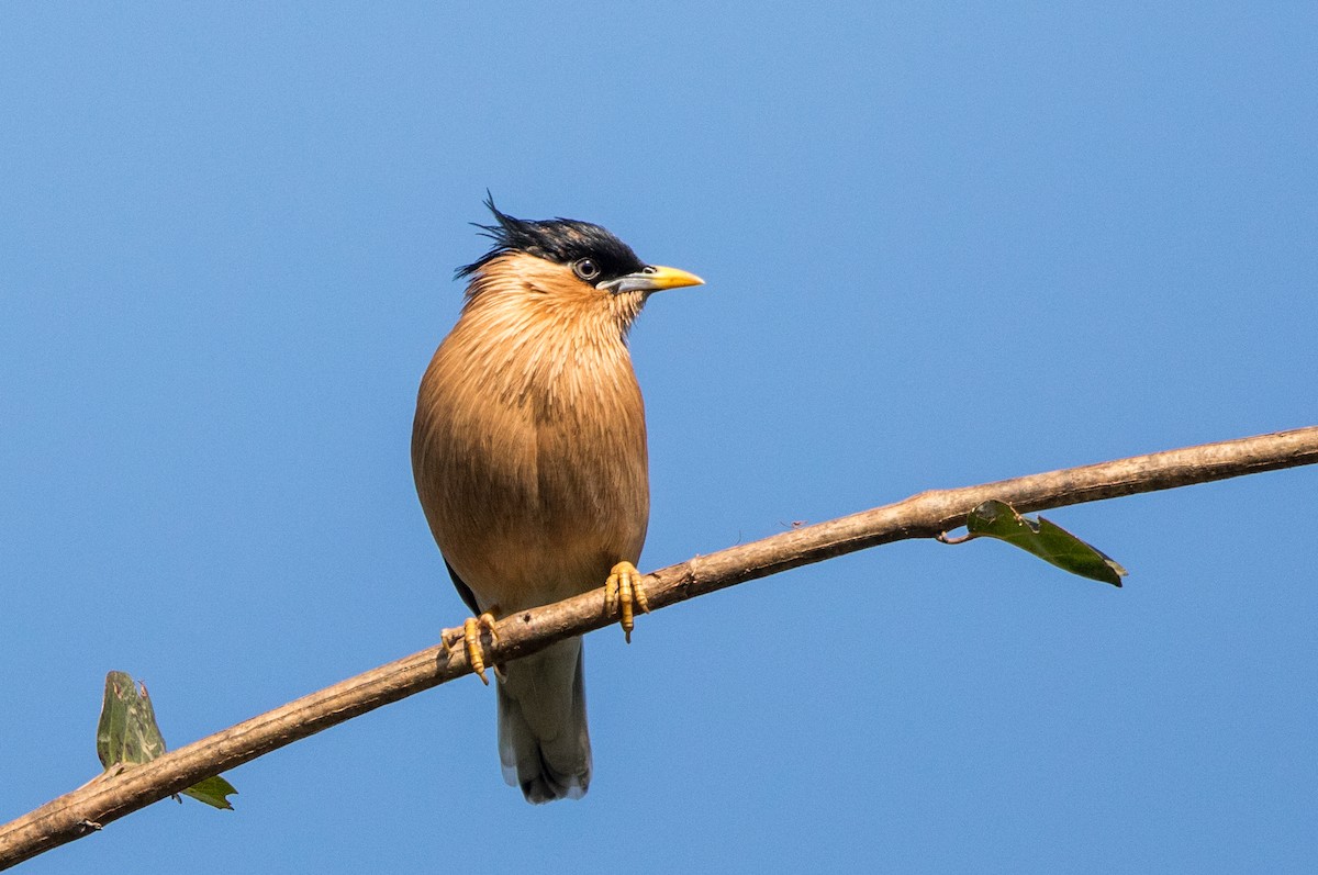 Brahminy Starling - ML44705381