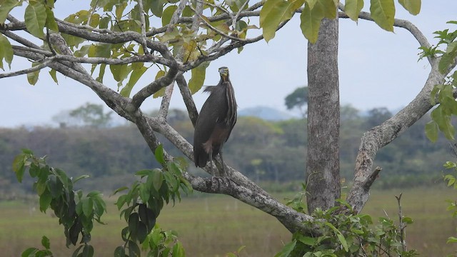 Bare-throated Tiger-Heron - ML447054621