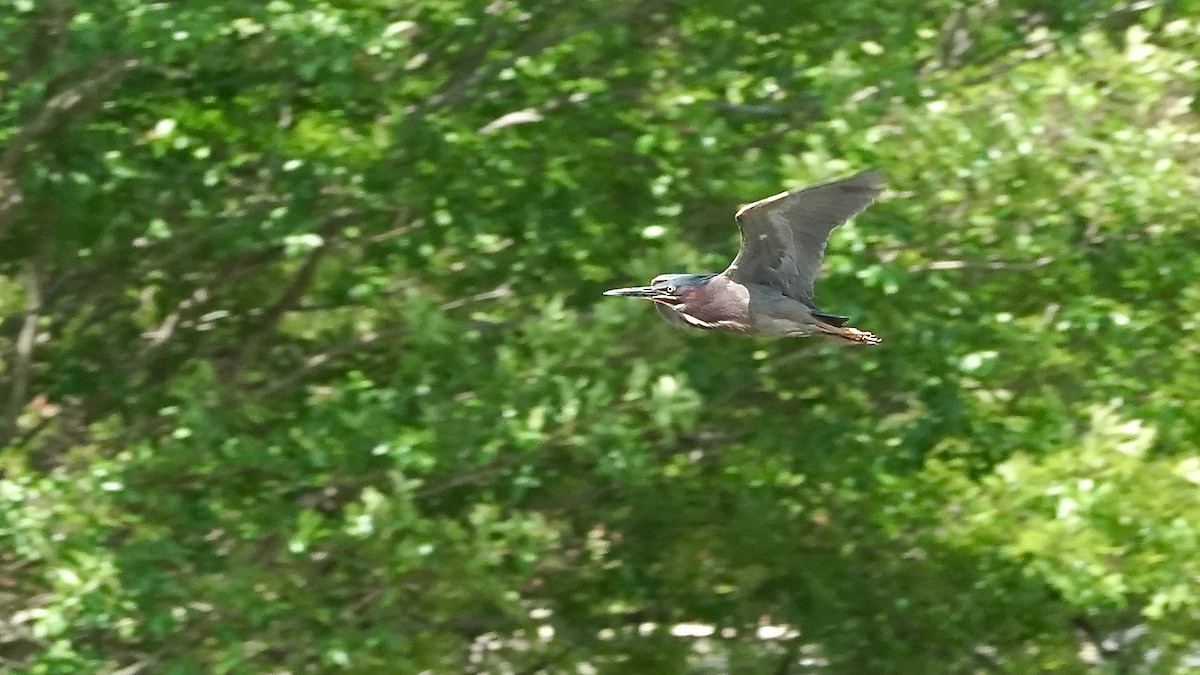 Green Heron - ML447057041