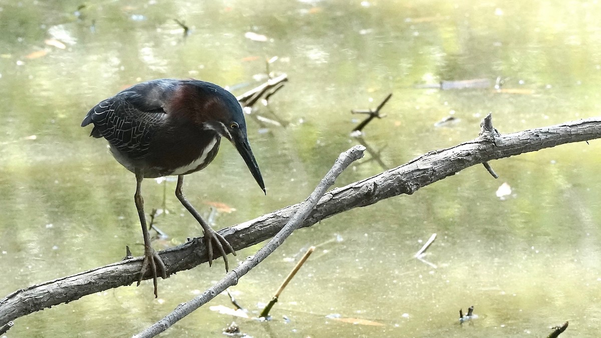 Green Heron - ML447057161