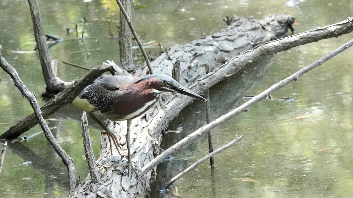 Green Heron - ML447057201