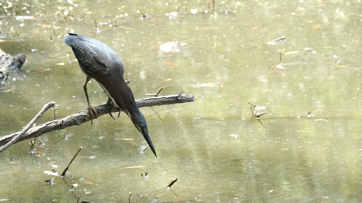 Green Heron - ML447057271