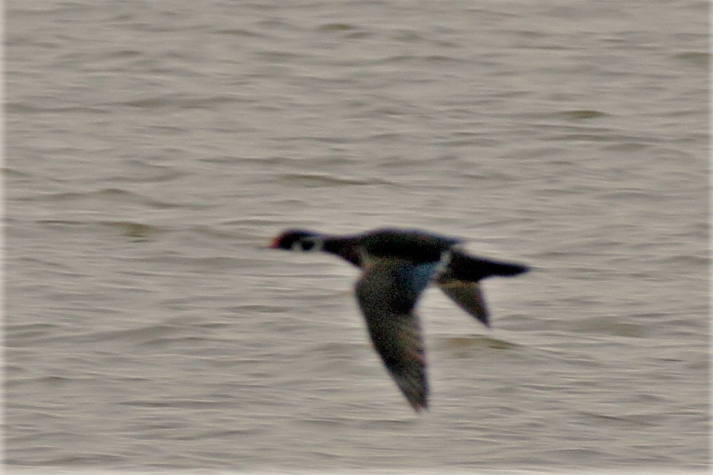 Wood Duck - ML447058841