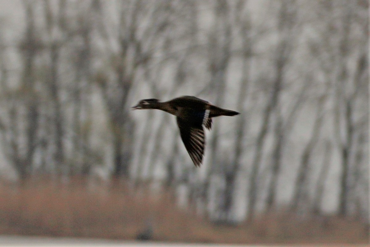 Wood Duck - ML447058851