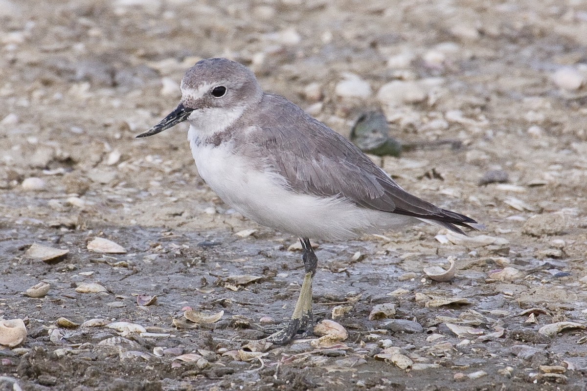 Wrybill - Eric VanderWerf