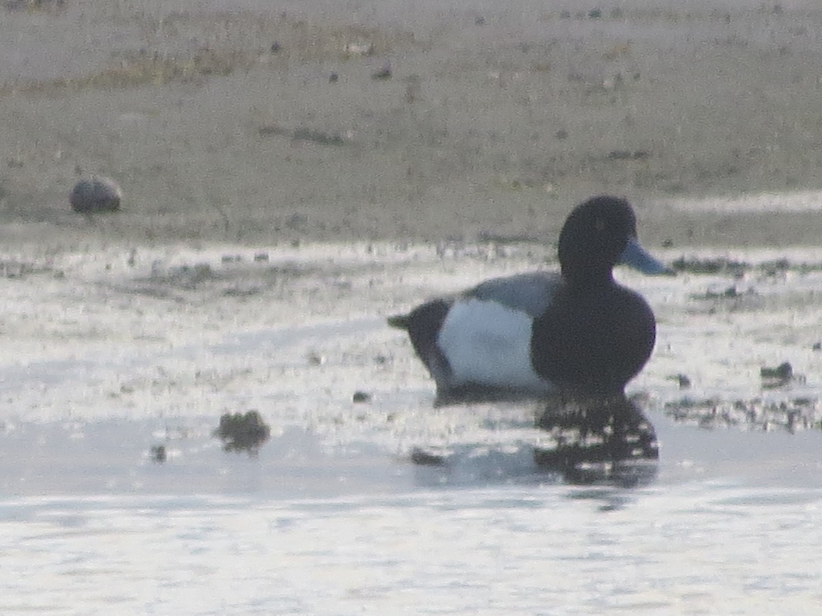 Greater Scaup - ML447060291