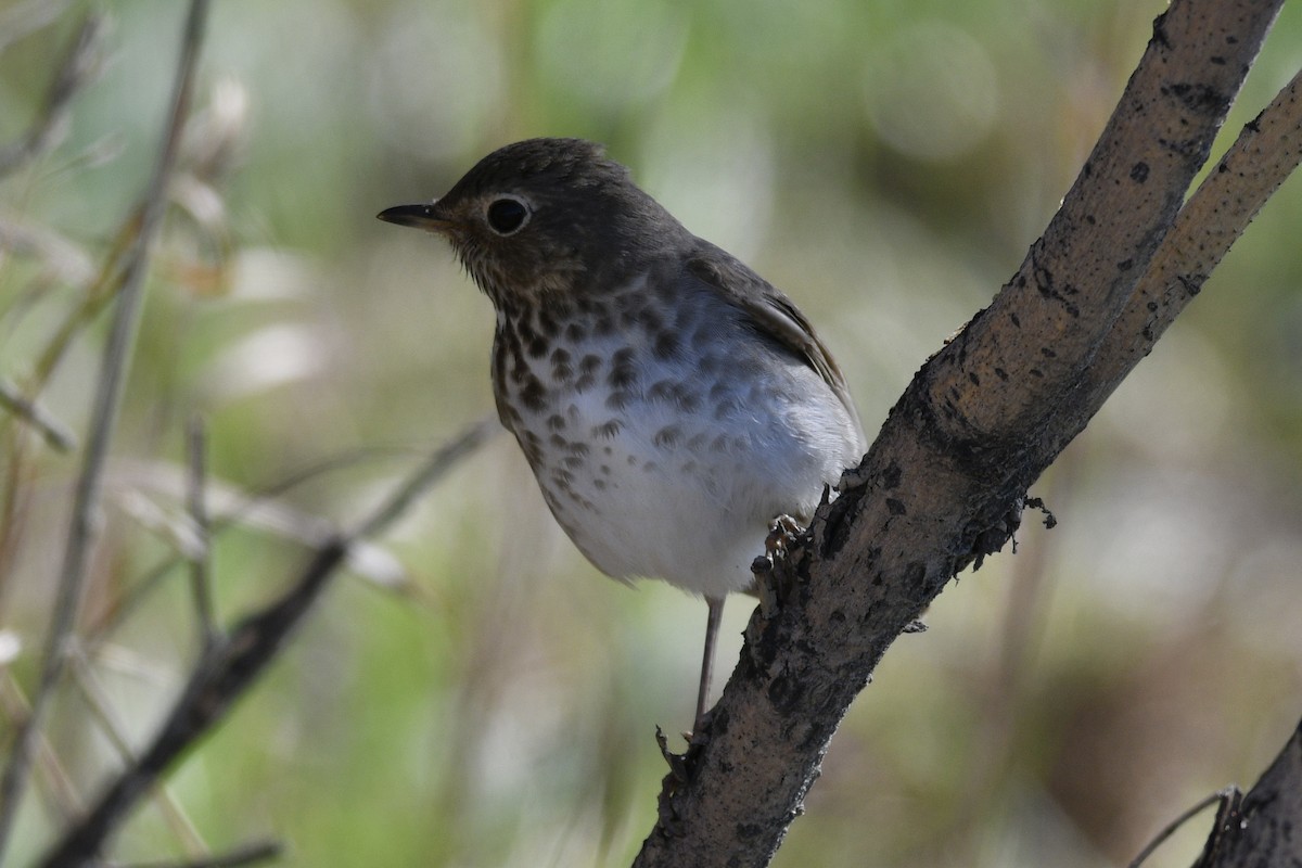 Swainson's Thrush - Thompson Hyggen