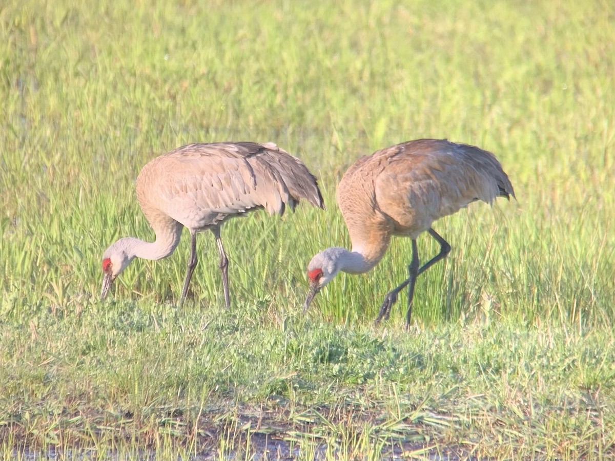 Sandhill Crane - ML447061001