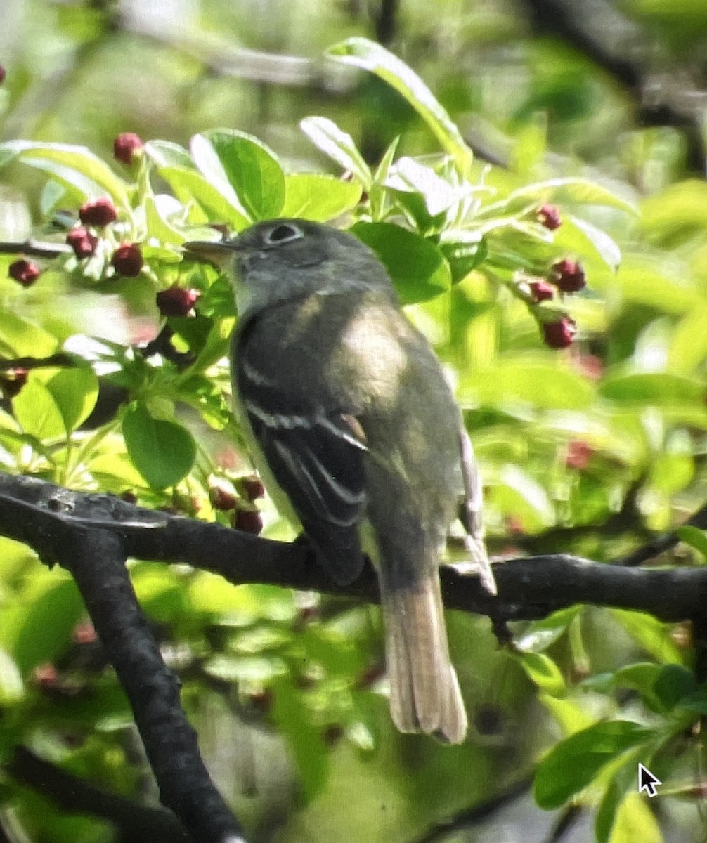 Least Flycatcher - Sheryl Galvez