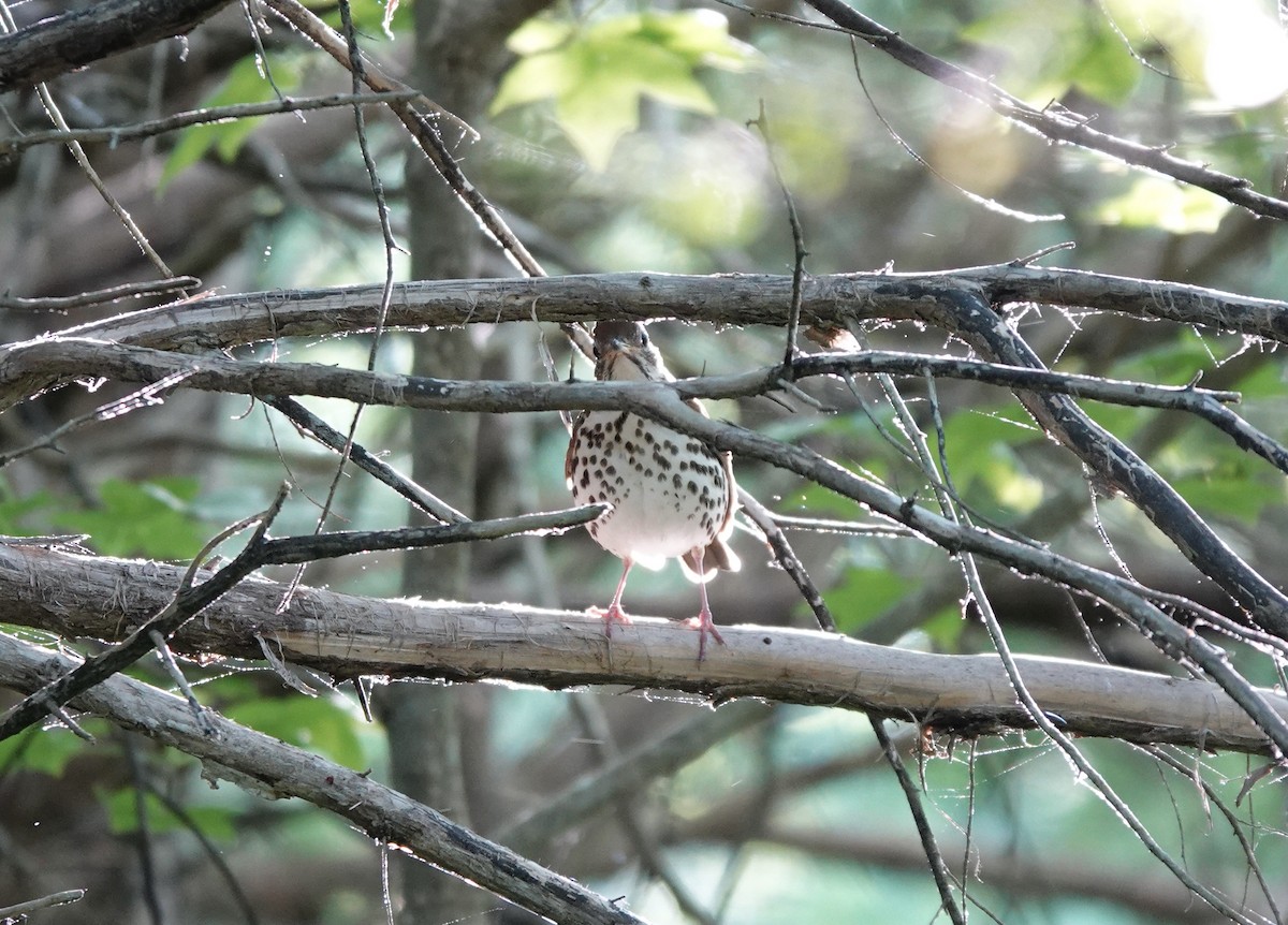 Wood Thrush - ML447064101