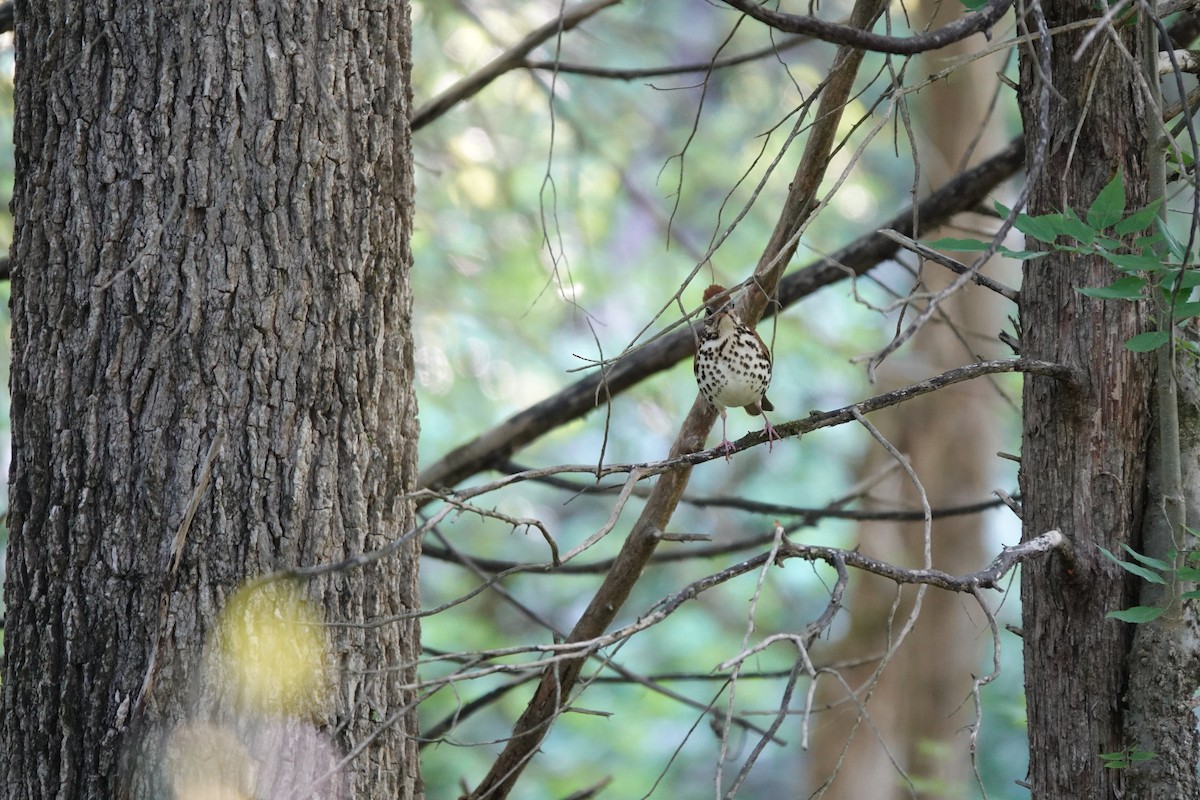 Wood Thrush - ML447064191