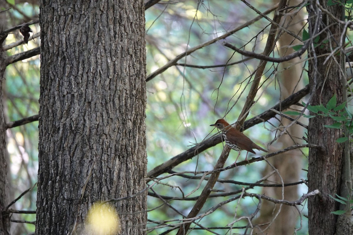 Wood Thrush - ML447064201