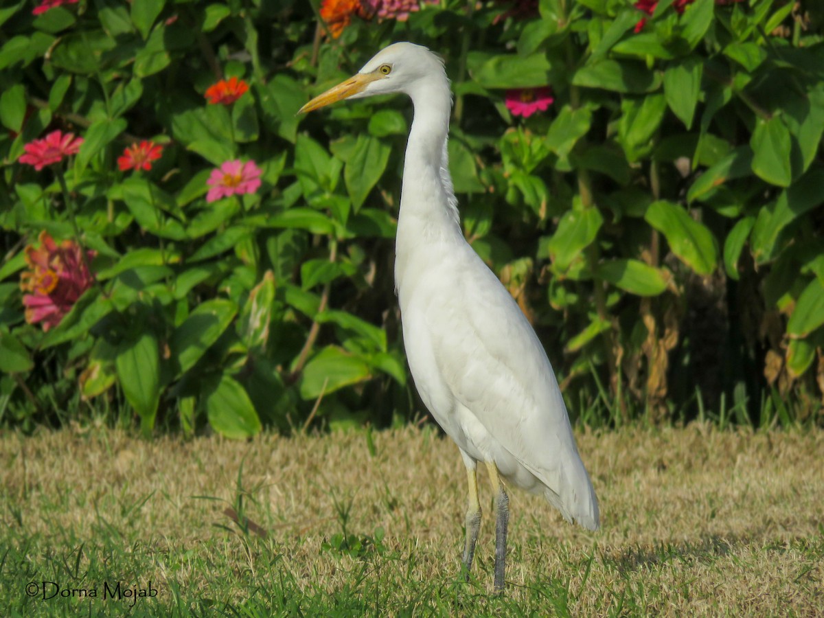 Western Cattle-Egret - ML44706451