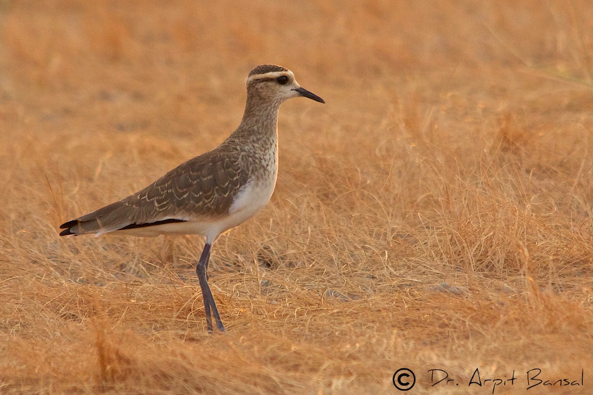 Sociable Lapwing - ML447065021