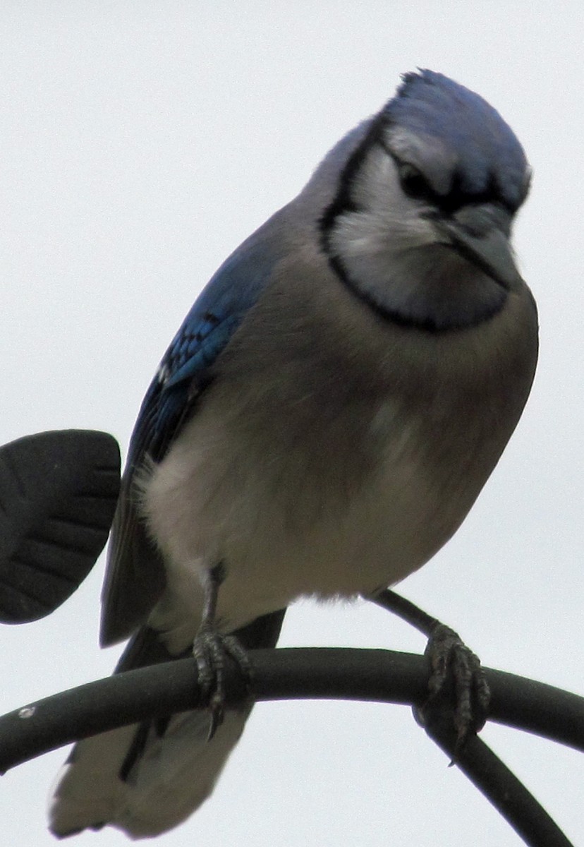 Blue Jay - ML447067941