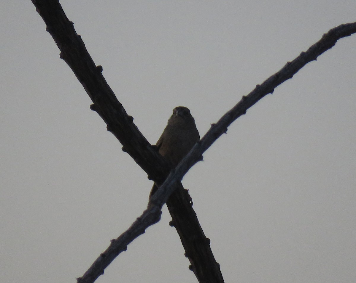 Botteri's Sparrow - ML447068361