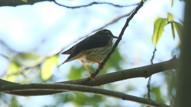 Louisiana Waterthrush - ML447069121