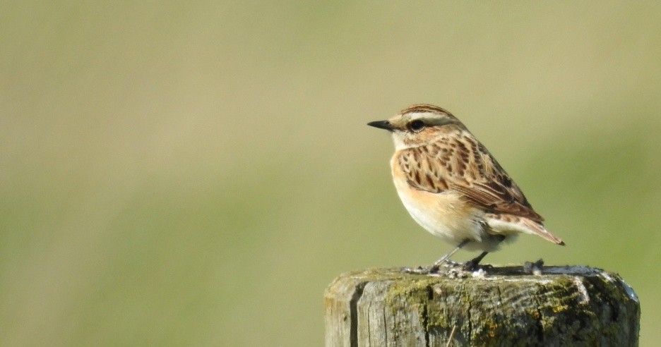 Whinchat - ML447069181
