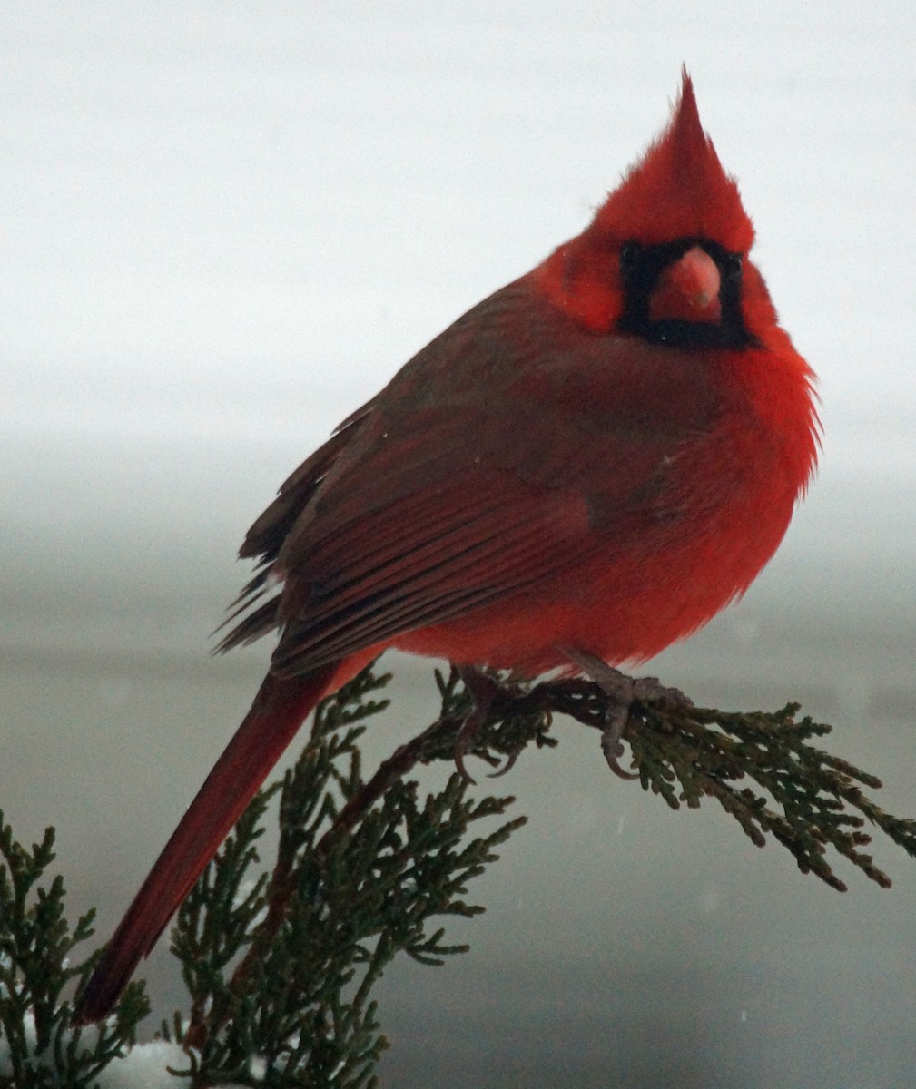 Cardinal rouge - ML447069931