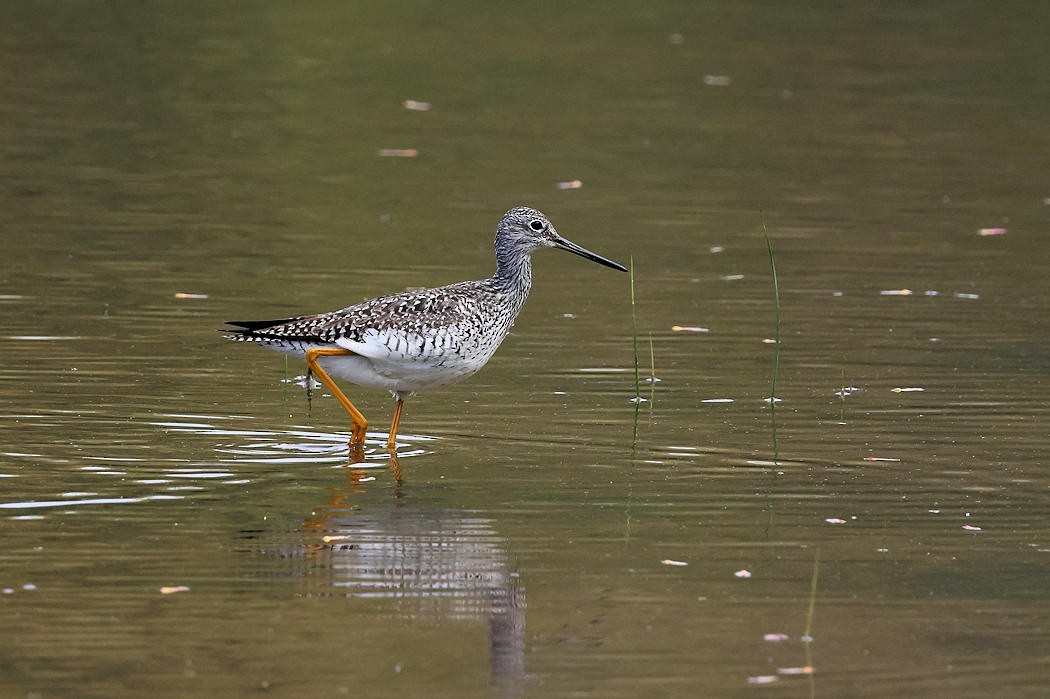 Greater Yellowlegs - ML447073541