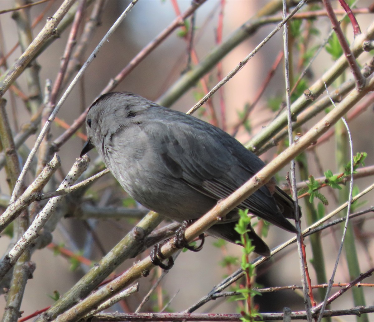 Gray Catbird - ML447074191