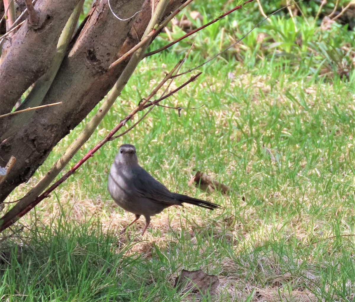 Gray Catbird - ML447074201