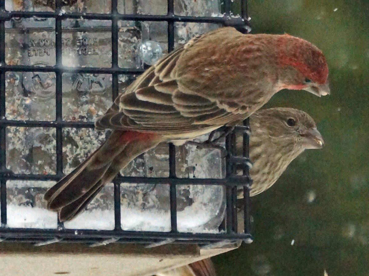 House Finch - David Moore