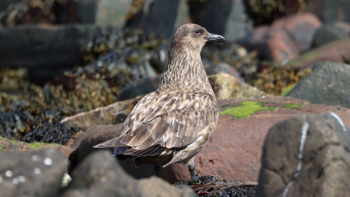 Great Skua - ML447075531