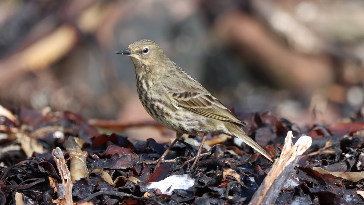 Rock Pipit - ML447075591