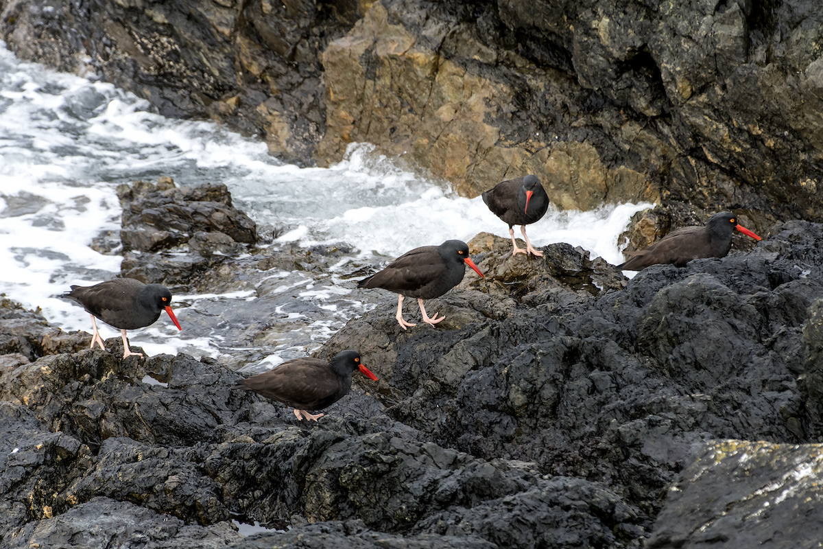 Black Oystercatcher - David Badke