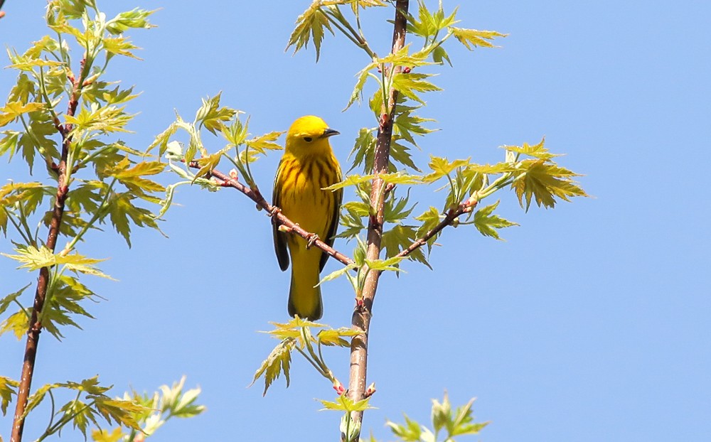 Yellow Warbler - Debbie Parker