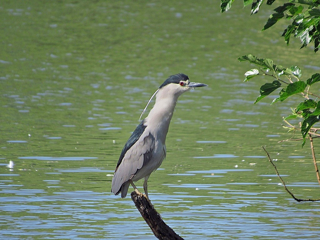 Black-crowned Night Heron - Carlos Agulian