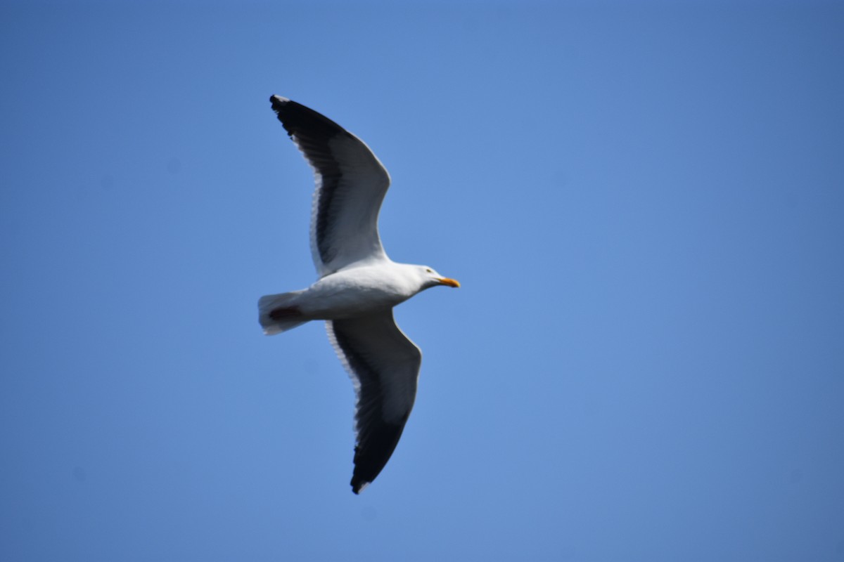 Western Gull - Larry Langstaff