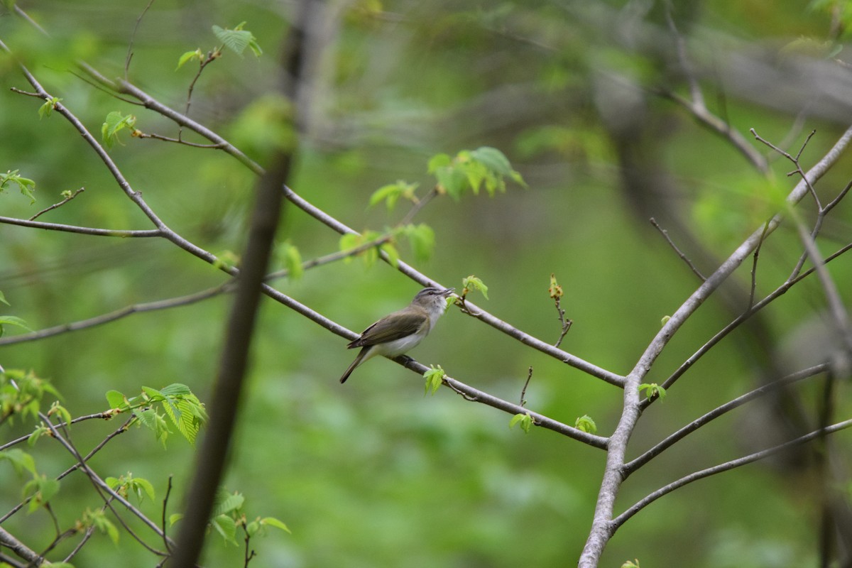 Red-eyed Vireo - ML447079481